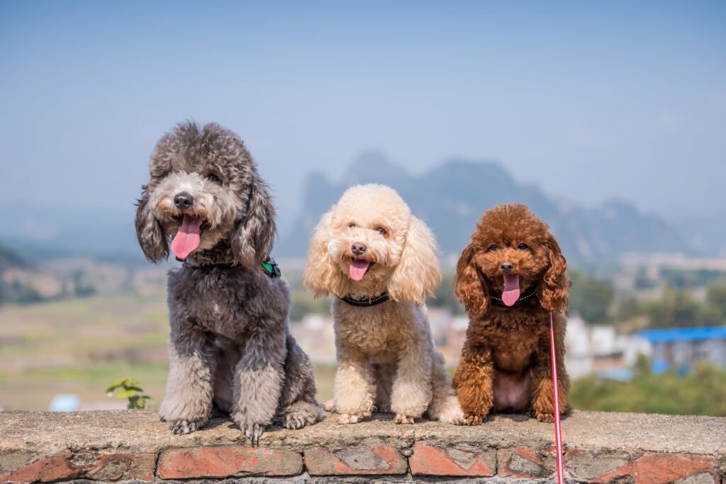 6 Reasons to Think Twice Before Buying a Hypoallergenic Dog