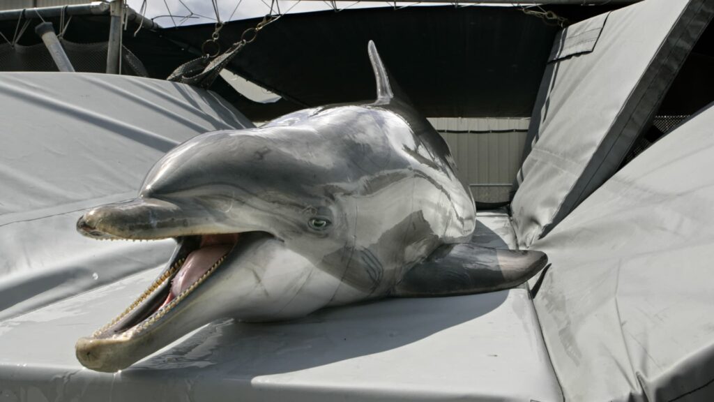 Kamikaze dolphins in Iran? A Brief History of the Dolphin in the Army