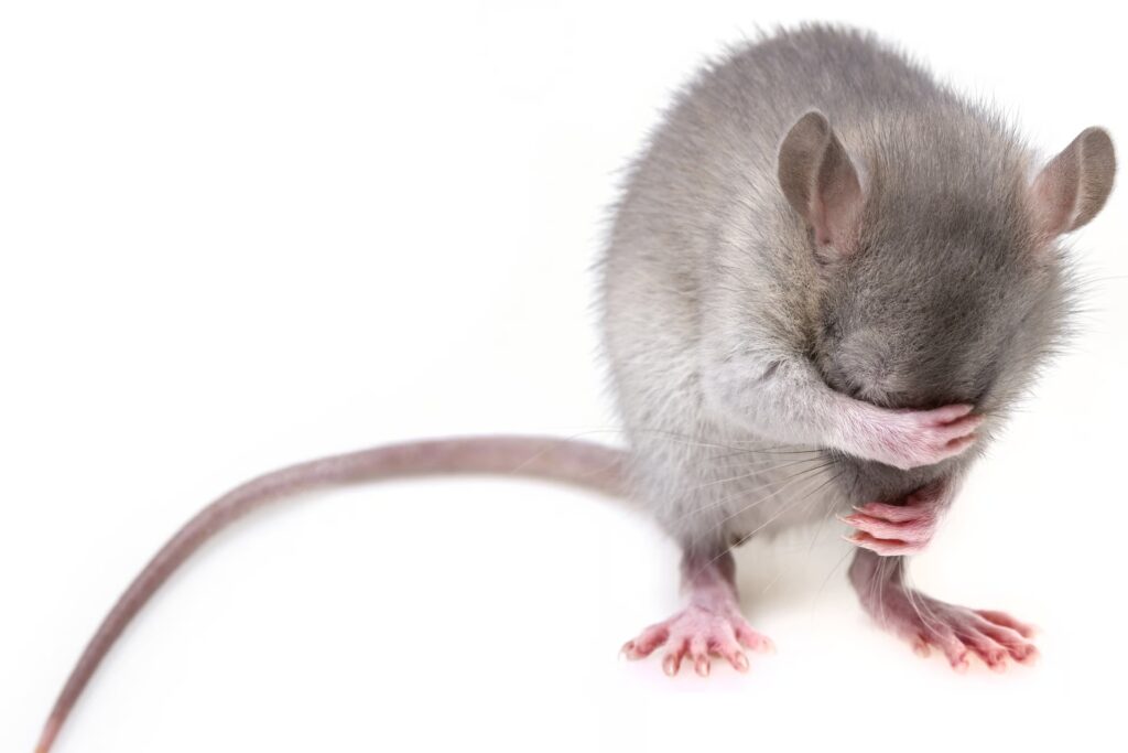 What do rats tell us about life in an ideal world?