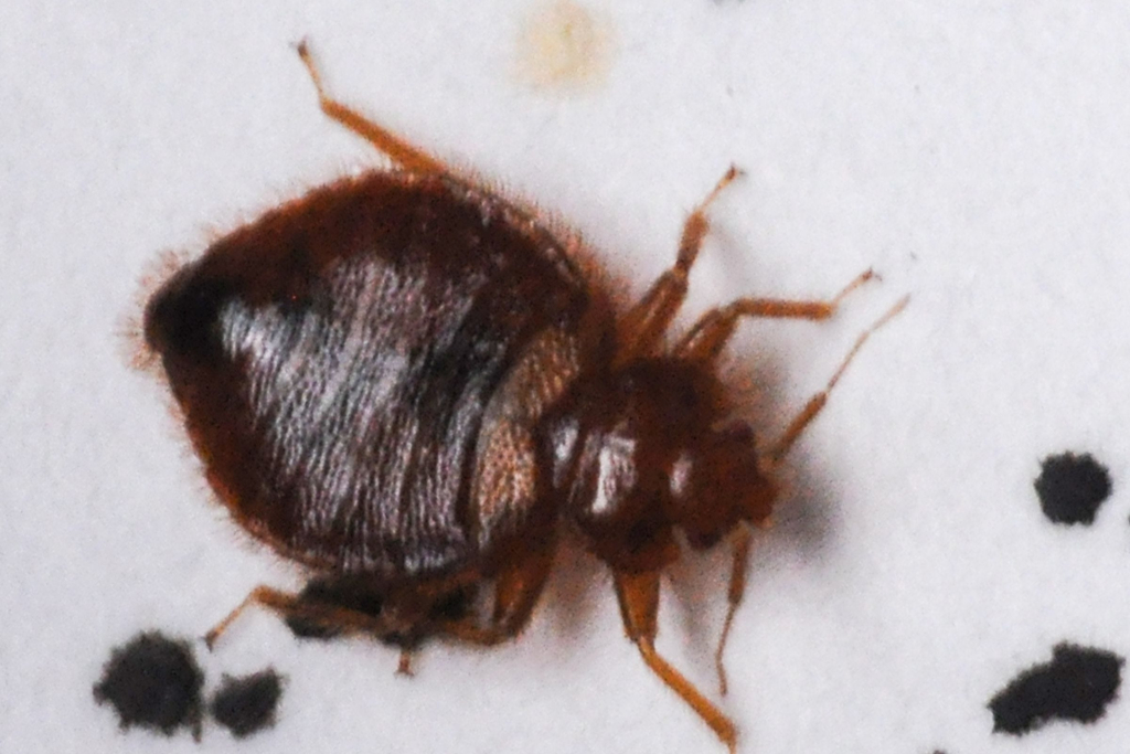 How to protect yourself from bed bugs when you travel How to protect yourself from bed bugs when you travel