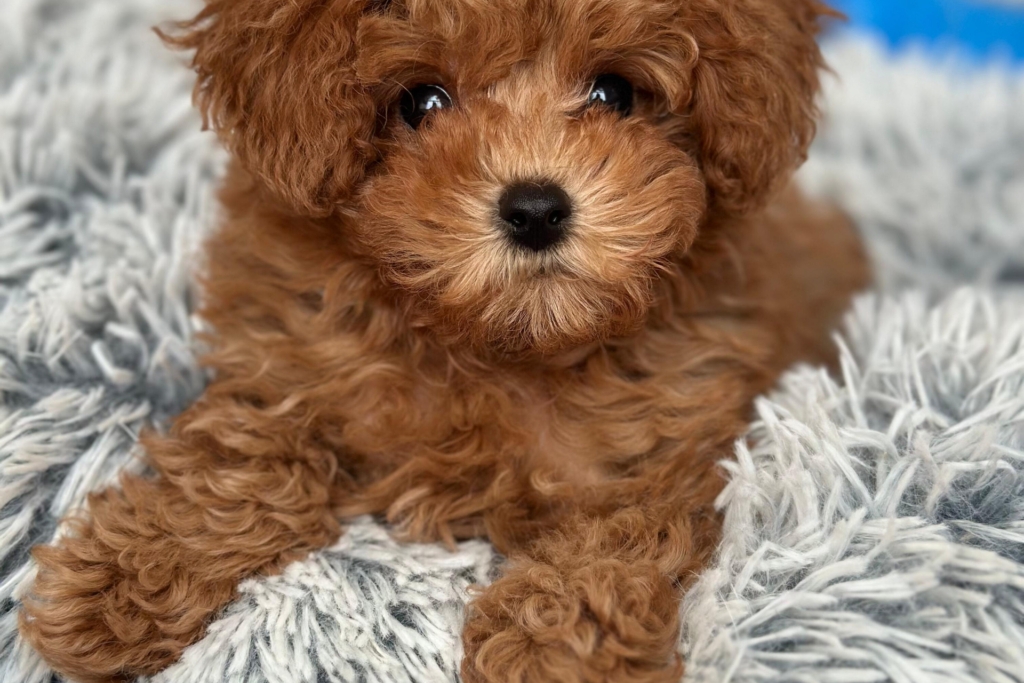 Your pet could get paid $25,000 to look cute and cozy Your pet could get paid $25,000 to look cute and cozy